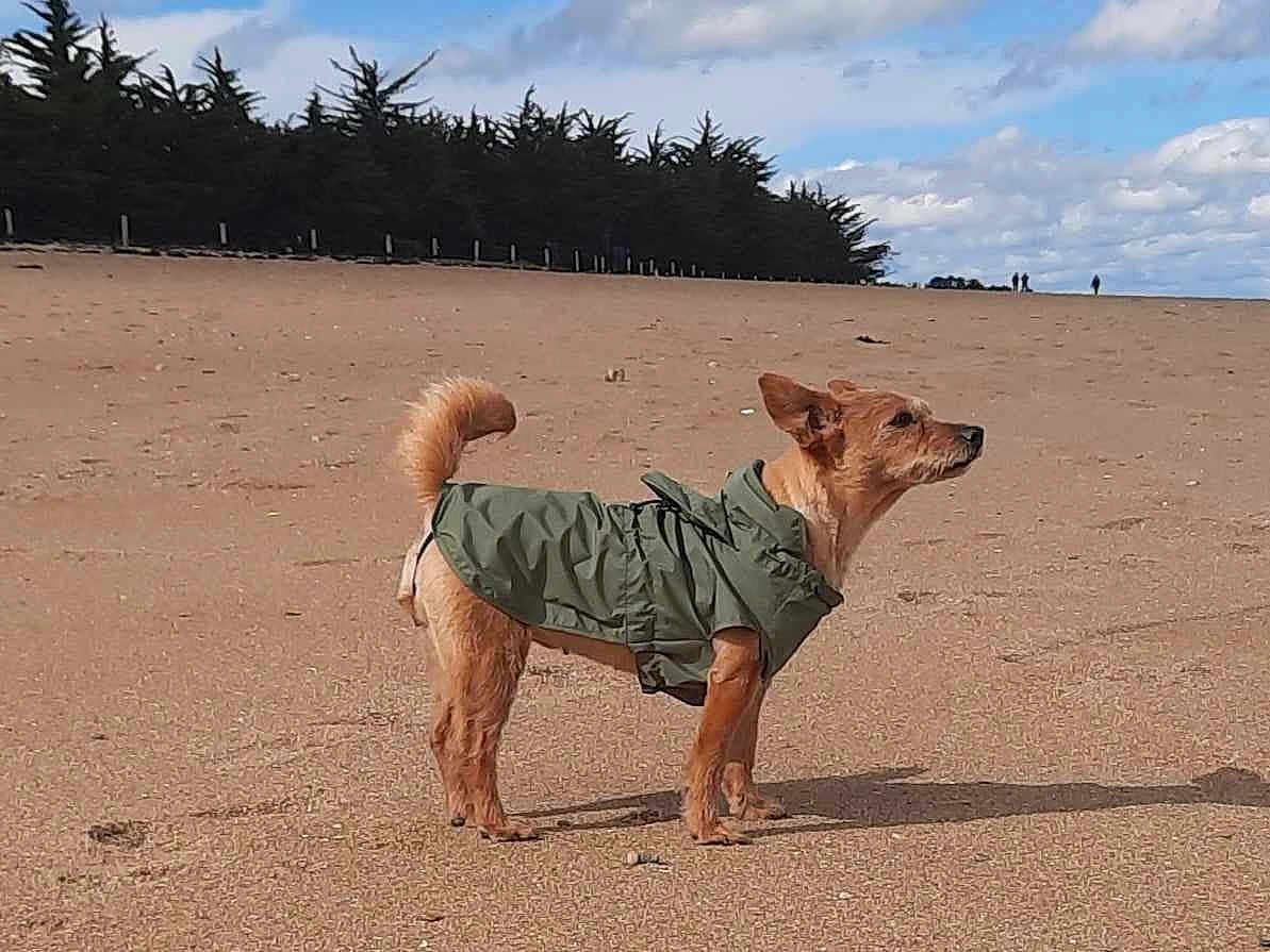 Jazzie participe au concours pour gagner de l'argent avec cette photo : dog, beach, sand, jacket, outdoor, pet, canine, nature, sky, clouds, trees, animal, fur, tail, standing, daytime, small_dog, alert, green_jacket, adventure