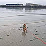 Jazzie participe au concours pour gagner de l'argent avec cette photo : dog, beach, water, sand, leash, jacket, ripples, shoreline, industrial_buildings, cloudy_sky, outdoor, animal, pet, calm, reflection, small_dog, walking, nature, grey_sky, wet_sand