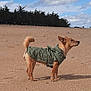 Jazzie a rejoint le concours — aidez-le/la à gagner de superbes lots ! dog, beach, sand, jacket, outdoor, pet, canine, nature, sky, clouds, trees, animal, fur, tail, standing, daytime, small_dog, alert, green_jacket, adventure