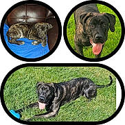 Tyson joined the competition — help win amazing prizes! dog, brindle, puppy, sleeping, tongue_out, grass, couch, toy, pet, animal, playful, resting, outdoor, indoor, brown, black, fur, canine, happy, young