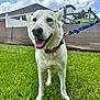 Lola is registered to the contest to win money with this photo: dog, white_dog, grass, leash, collar, american_flag, outdoor, house, sky, clouds, pet, canine, happy, tongue_out, fur, daylight, suburban, yard, smiling, animal