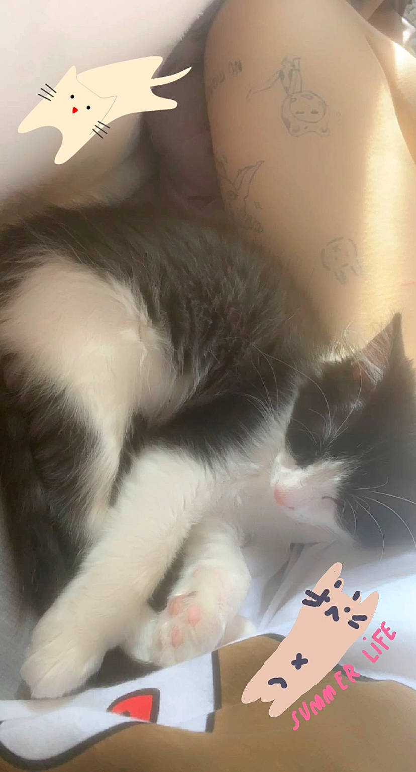 Cloud is registered to the contest to win money with this photo: box, cardboard, carmine, carnivore, cat, claw, comfort, domestic_short_haired_cat, felidae, foot, fur, lap, mammal, paper_product, paw, small_to_medium_sized_cats, snout, tail, vertebrate, whiskers