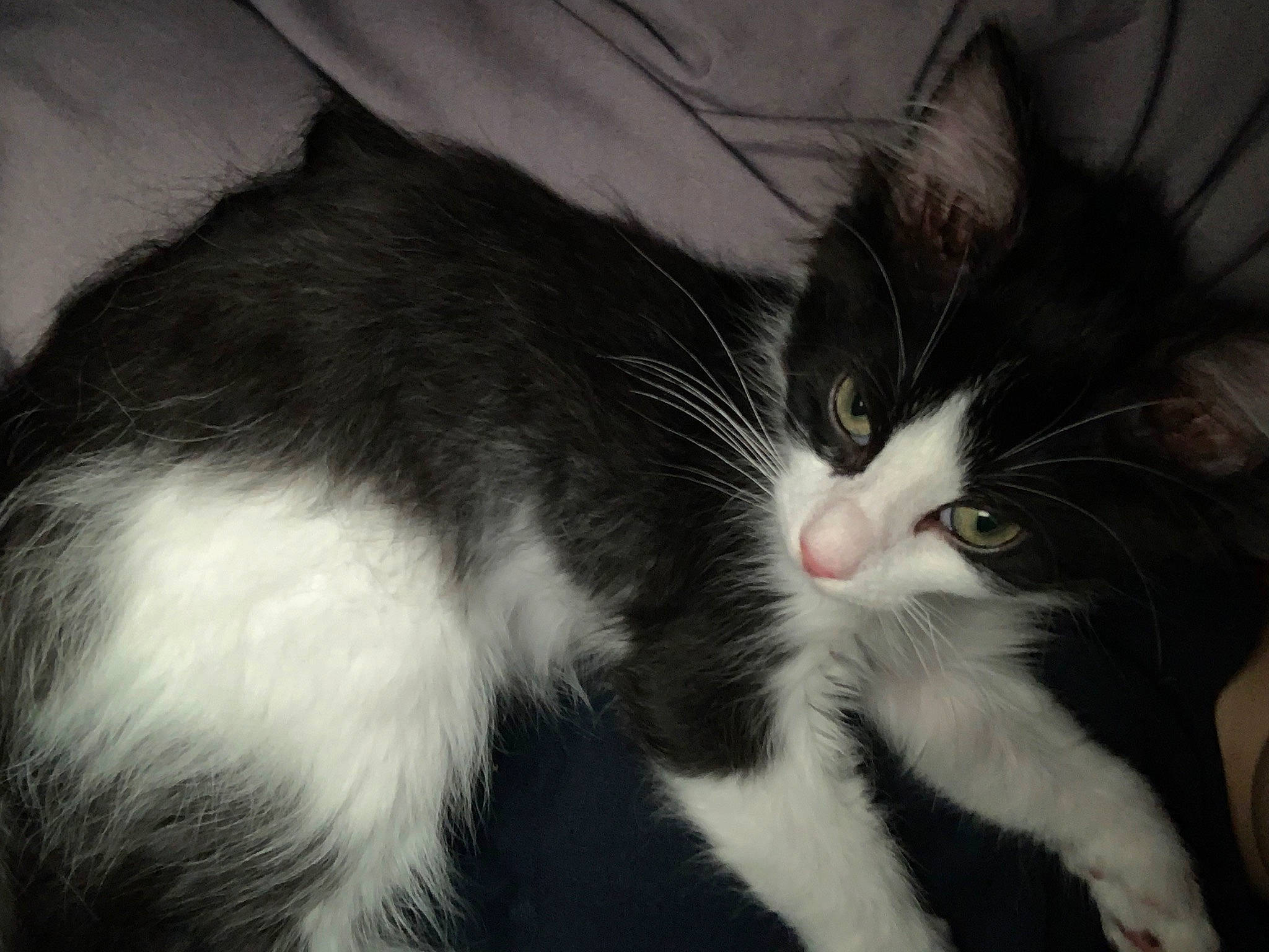 Cloud joined the competition — help win amazing prizes! carnivore, cat, claw, comfort, domestic_short_haired_cat, felidae, fur, monochrome, monochrome_photography, paw, small_to_medium_sized_cats, snout, tail, whiskers