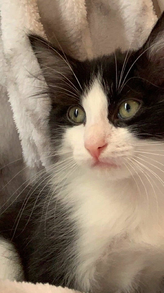 Cloud joined the competition — help win amazing prizes! carnivore, cat, comfort, domestic_short_haired_cat, eye, felidae, fur, hair, head, human_body, iris, nose, paw, small_to_medium_sized_cats, snout, terrestrial_animal, whiskers