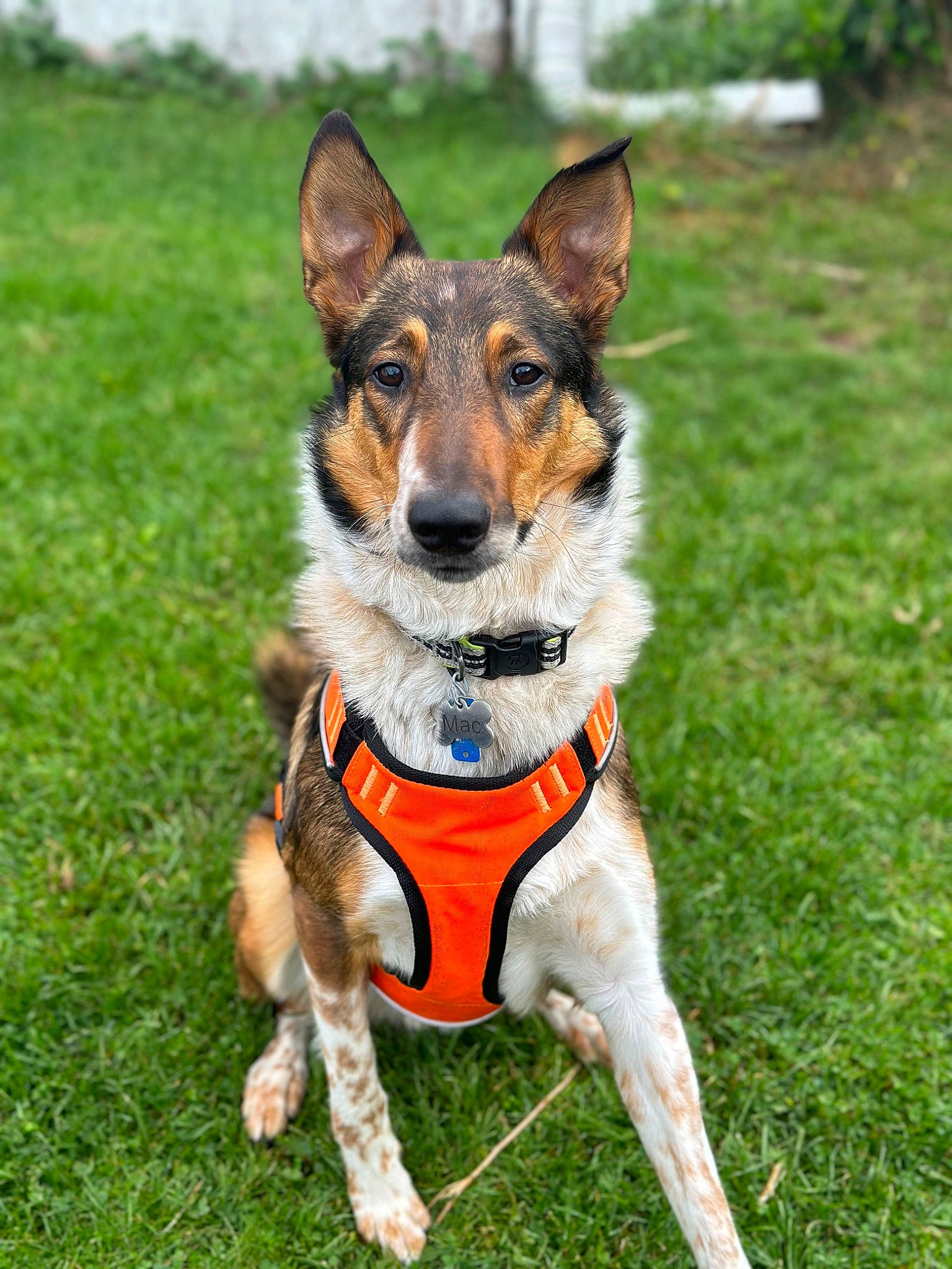 Mac joined the competition — help win amazing prizes! carnivore, collar, companion_dog, dog, dog_breed, dog_clothes, dog_collar, dog_supply, grass, happy, herding_dog, leash, shetland_sheepdog, snout, sporting_group, terrestrial_animal, working_dog