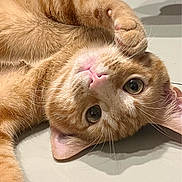 Tigrou a rejoint le concours — aidez-le/la à gagner de superbes lots ! abyssinian, angora, animal, cat, citrusfruit, egyptiancat, food, fruit, kitten, manx, orange, person, pet, plant, produce, sleeping, snout