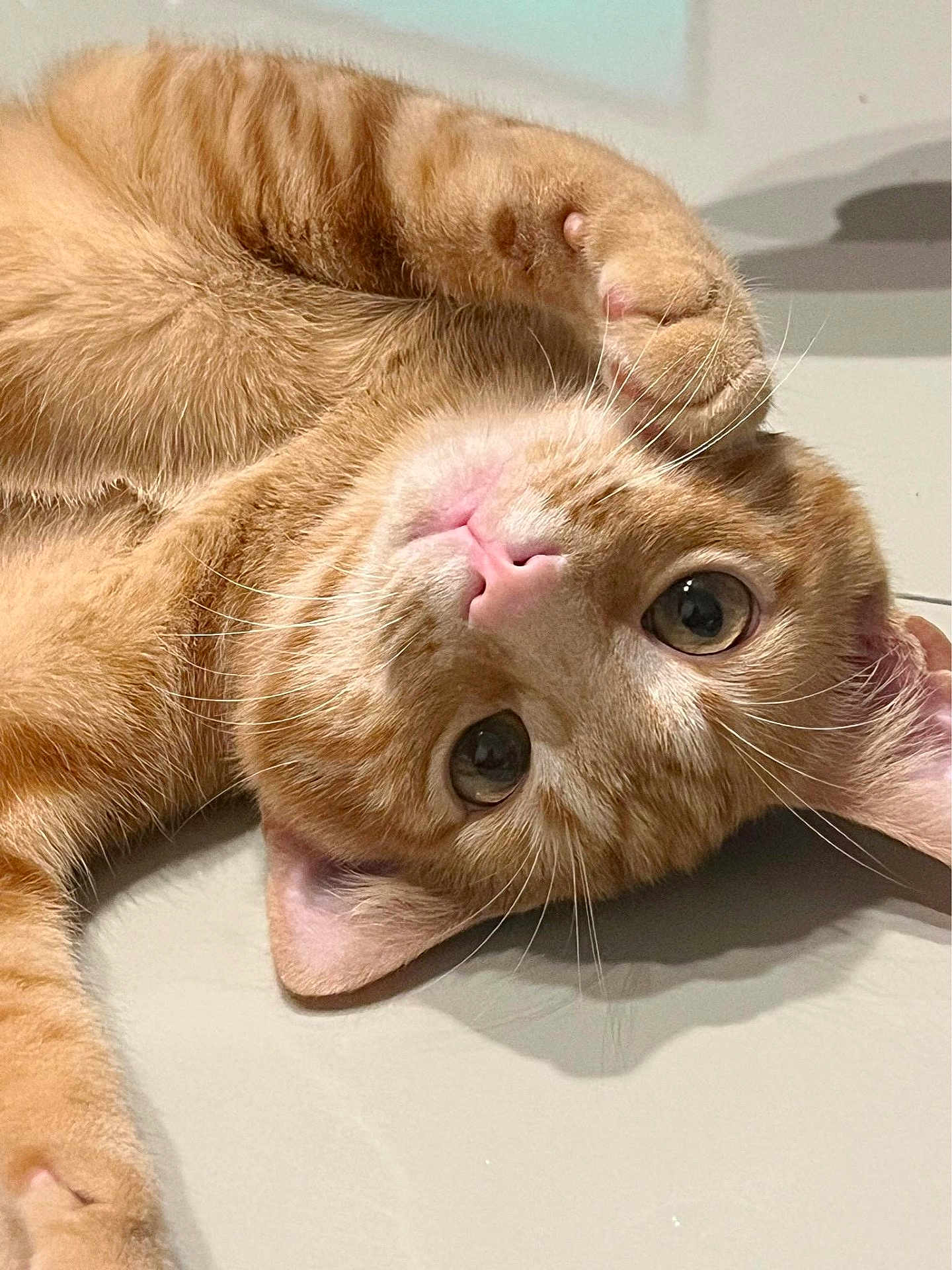 Tigrou