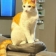 Mineo joined the competition — help win amazing prizes! cat, orange_cat, white_cat, sitting, portrait, indoors, living_room, armchair, furniture, tail, fur, whiskers, ears, eyes, pet, home, television, shelves, decor, cozy