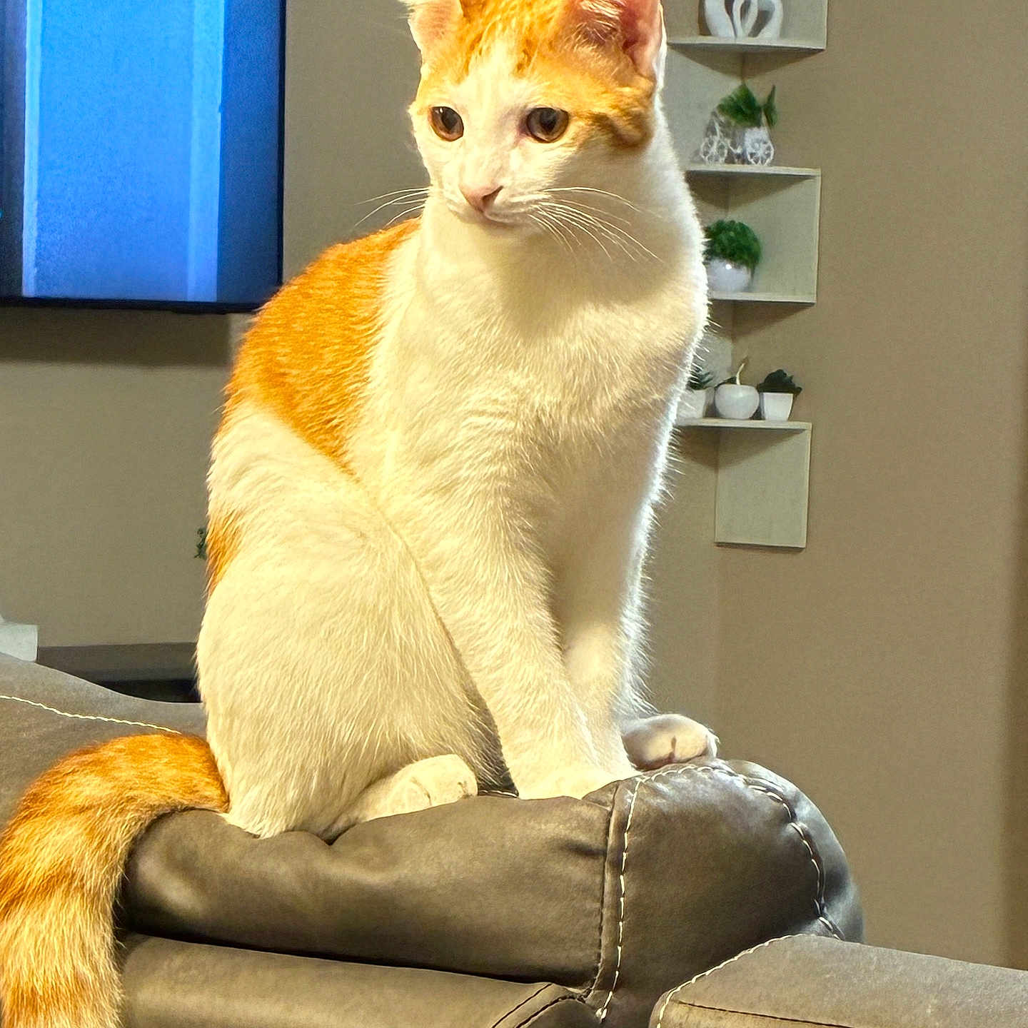 Mineo joined the competition — help win amazing prizes! cat, orange_cat, white_cat, sitting, portrait, indoors, living_room, armchair, furniture, tail, fur, whiskers, ears, eyes, pet, home, television, shelves, decor, cozy