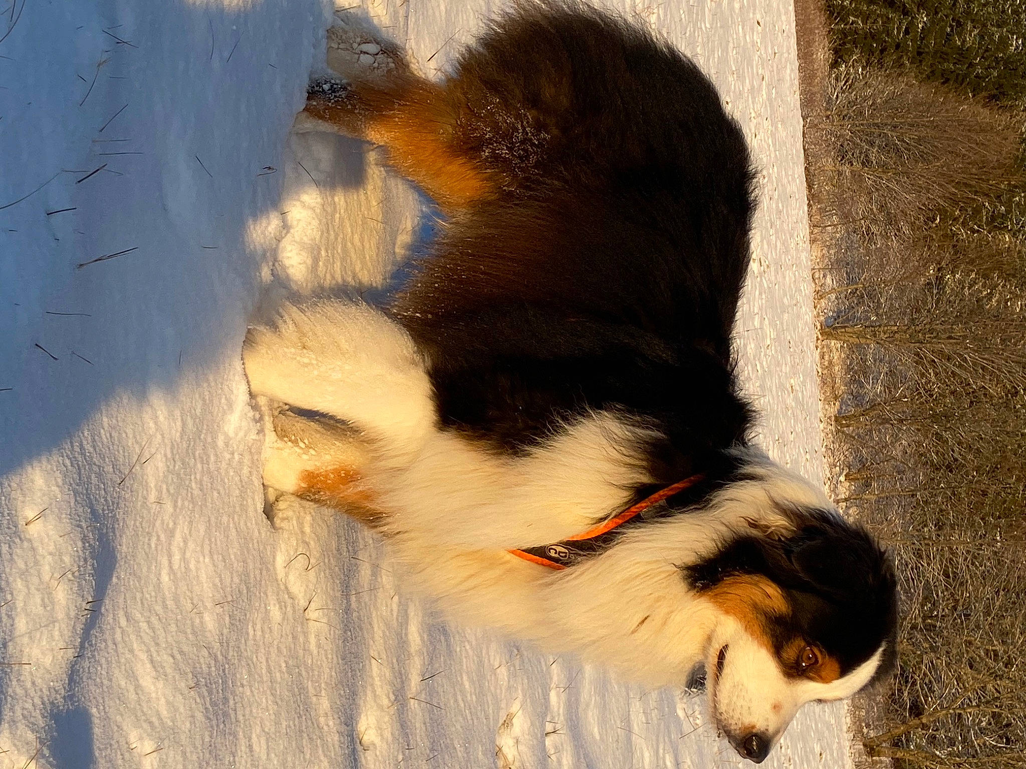 Yukon a rejoint le concours — aidez-le/la à gagner de superbes lots ! canidae, carnivore, claw, companion_dog, dog, dog_breed, felidae, foot, fur, human_leg, paw, snout, sporting_group, sunlight, tail, terrestrial_animal, toe, whiskers, wildlife, wood