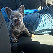Creepers is registered to the contest to win money with this photo: french_bulldog, puppy, dog, car_seat, jeans, blue_plush_toy, sunlight, pet, animal, canine, indoor, seat_belt, companion, cute, alert, young_dog, domestic_animal, car_interior, resting, front_view