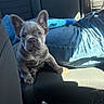 french_bulldog, puppy, dog, car_seat, jeans, blue_plush_toy, sunlight, pet, animal, canine, indoor, seat_belt, companion, cute, alert, young_dog, domestic_animal, car_interior, resting, front_view