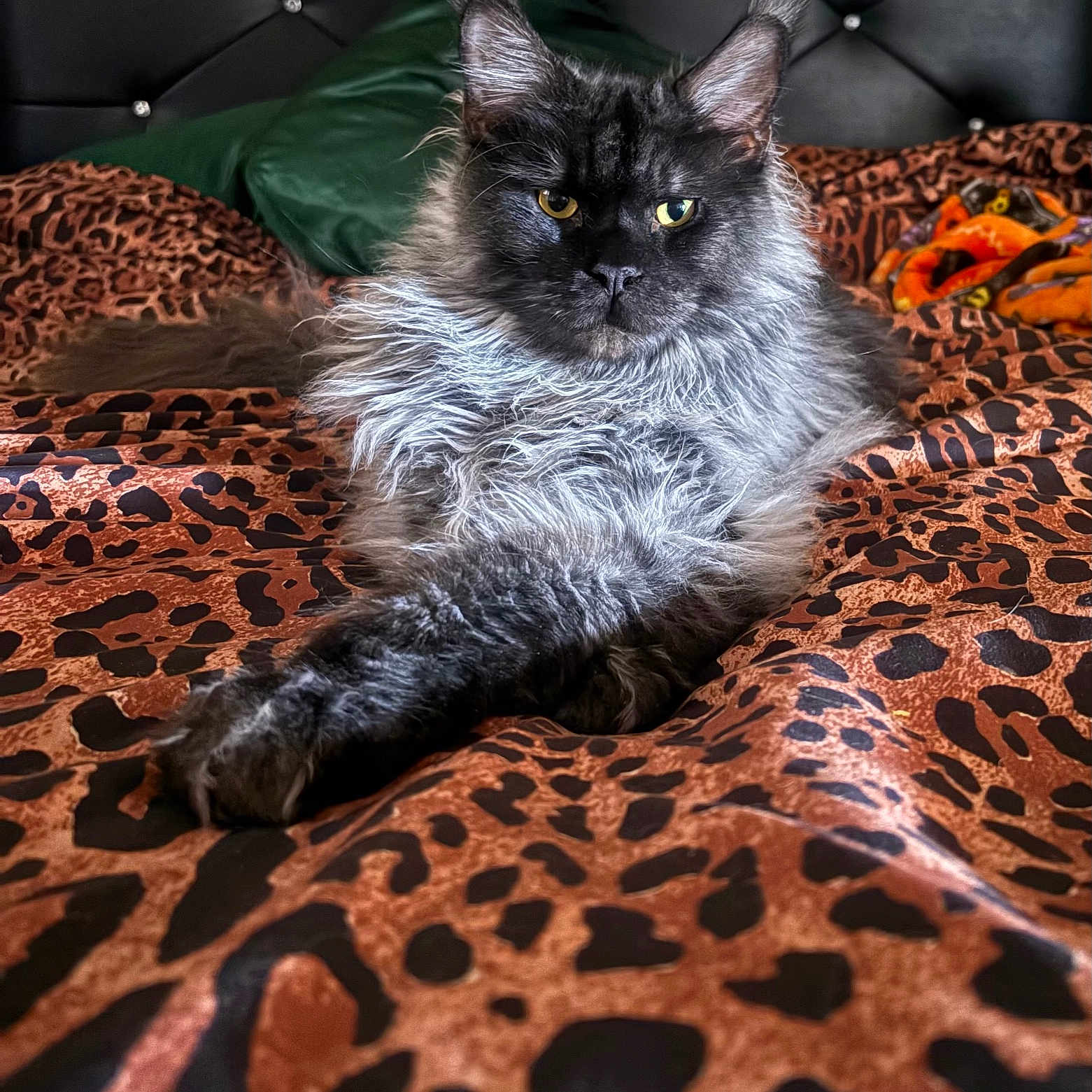 Gomez