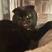 Binx joined the competition — help win amazing prizes! animal, bell, black_cat, cat, cat_tree, close_up, collar, cozy, cute, feline, fur, indoor, licking, mischievous, paw, pet, relaxed, soft, whiskers, yellow_eyes