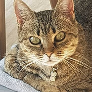 Pimousse a rejoint le concours — aidez-le/la à gagner de superbes lots ! cat, tabby, pet, feline, animal, close_up, resting, fur, whiskers, ears, eyes, collar, indoor, soft_surface, cute, portrait, domestic_animal, relaxed, tabby_cat, house_pet