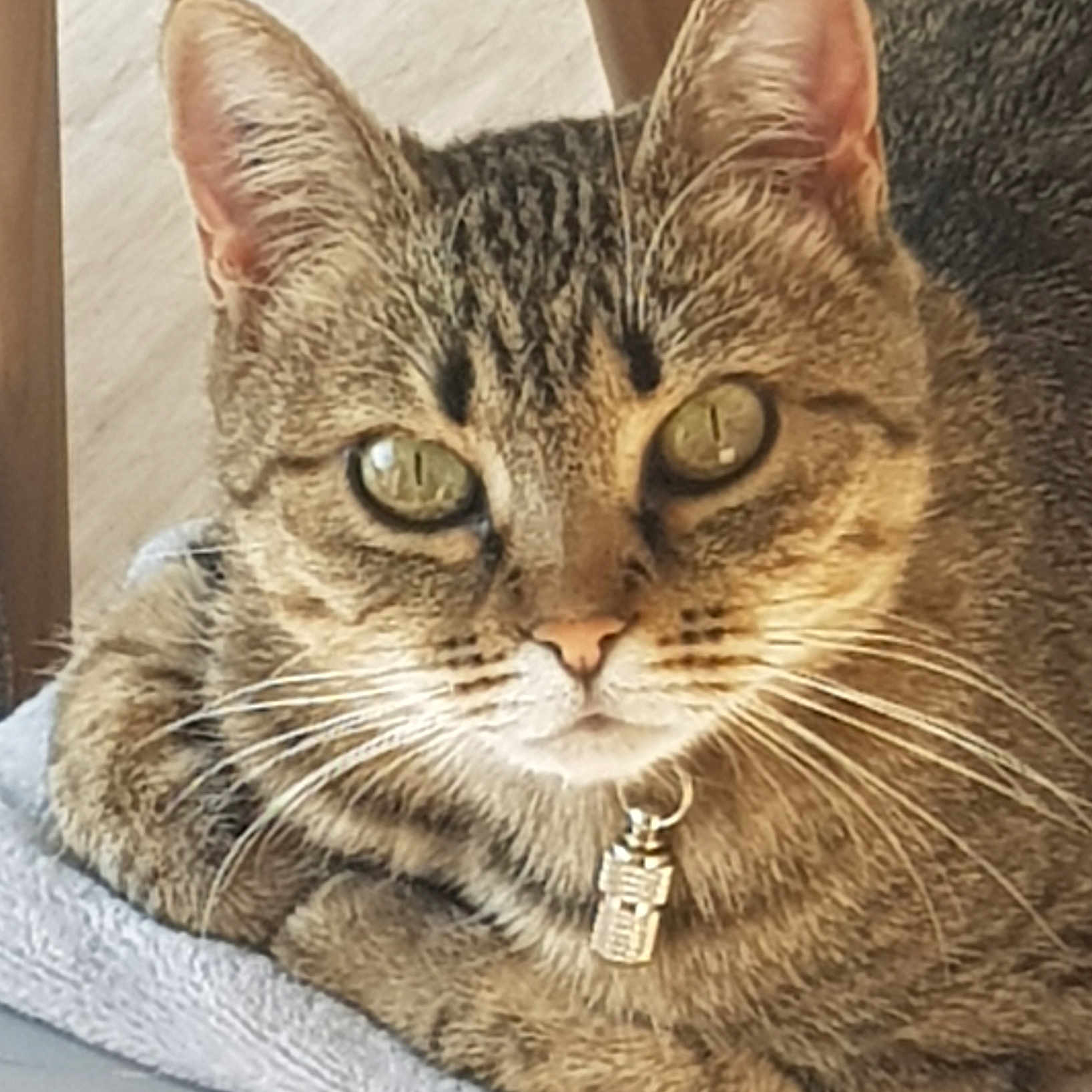 Pimousse