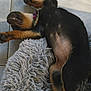 animal, belly, black_and_tan, canine, collar, cute, dog, domestic_animal, fluffy_rug, fur, indoors, lying_down, paw, pet, puppy, relaxed, resting, sleeping, tile_floor, young_dog
