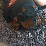 Aya a rejoint le concours — aidez-le/la à gagner de superbes lots ! animal, black_and_tan, close_up, companion, cozy, cute, dog, fluffy_bed, fur, hand, indoor, nail_polish, paw, pet, puppy, relaxation, resting, sleeping, snout, soft_texture