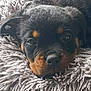 animal, black, blanket, brown, closeup, cozy, cute, dog, face, fluffy, fur, indoors, pet, puppy, resting, rottweiler, sleepy, snout, soft, young
