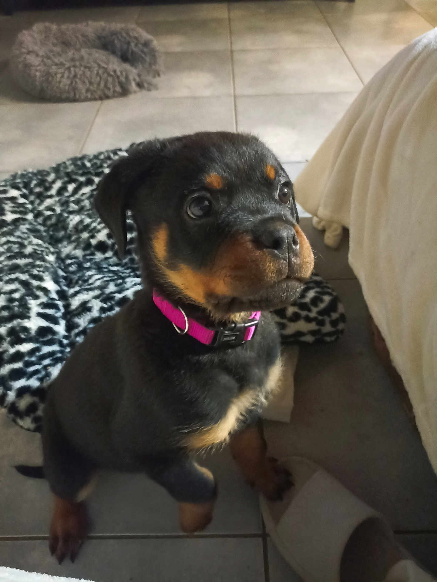 Aya a rejoint le concours — aidez-le/la à gagner de superbes lots ! puppy, rottweiler, dog, pet, collar, pink_collar, tile_floor, slipper, blanket, leopard_print, indoor, cute, young_dog, animal, furry, looking_up, small, domestic, floor, cozy