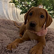 Nala is registered to the contest to win money with this photo: puppy, dog, brown_dog, christmas_tree, ornaments, lights, fluffy_rug, indoor, decorations, holiday, cute, pet, collar, pink_flower, closeup, animal, festive, soft_lighting, christmas, cozy