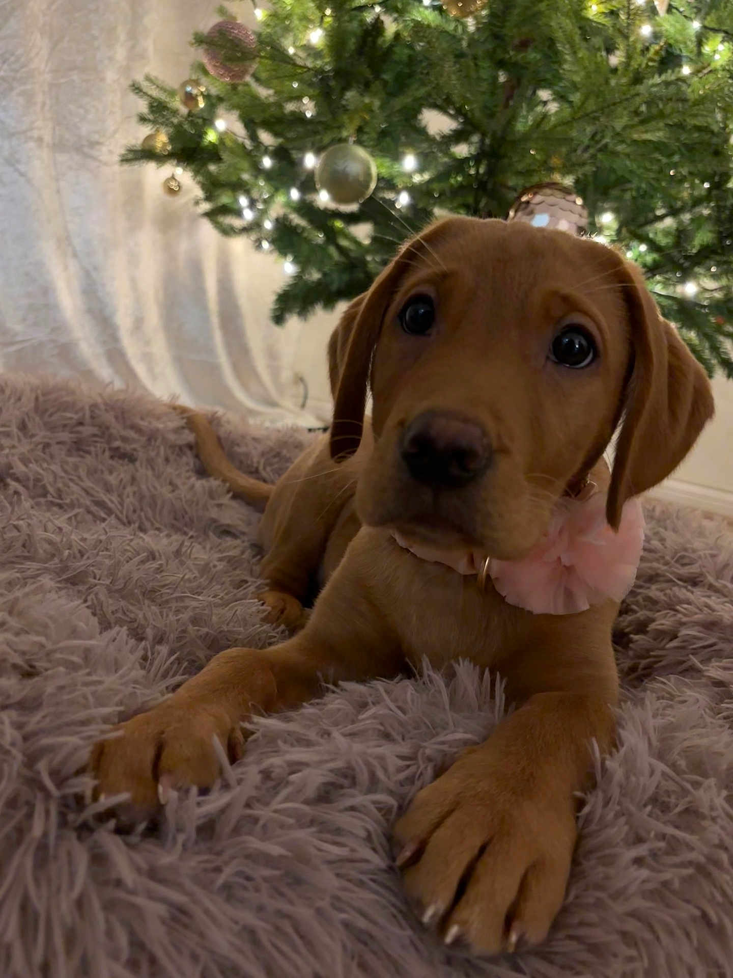 Nala is registered to the contest to win money with this photo: puppy, dog, brown_dog, christmas_tree, ornaments, lights, fluffy_rug, indoor, decorations, holiday, cute, pet, collar, pink_flower, closeup, animal, festive, soft_lighting, christmas, cozy