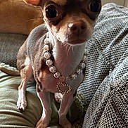 Poppy joined the competition — help win amazing prizes! dog, chihuahua, small_dog, ear, pearl_necklace, heart_pendant, couch, cushion, indoor, pet, animal, closeup, curious, tiny, brown, white, furniture, window, portrait, cozy