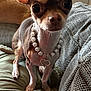 dog, chihuahua, small_dog, ear, pearl_necklace, heart_pendant, couch, cushion, indoor, pet, animal, closeup, curious, tiny, brown, white, furniture, window, portrait, cozy