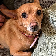 Phoebe is registered to the contest to win money with this photo: dog, small_dog, tan_dog, pet, collar, close_up, indoor, couch, blanket, furniture, ears, fur, animal, companion, domestic_animal, resting, alert, cute, portrait, cozy