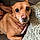 Phoebe