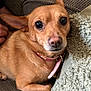 dog, small_dog, tan_dog, pet, collar, close_up, indoor, couch, blanket, furniture, ears, fur, animal, companion, domestic_animal, resting, alert, cute, portrait, cozy