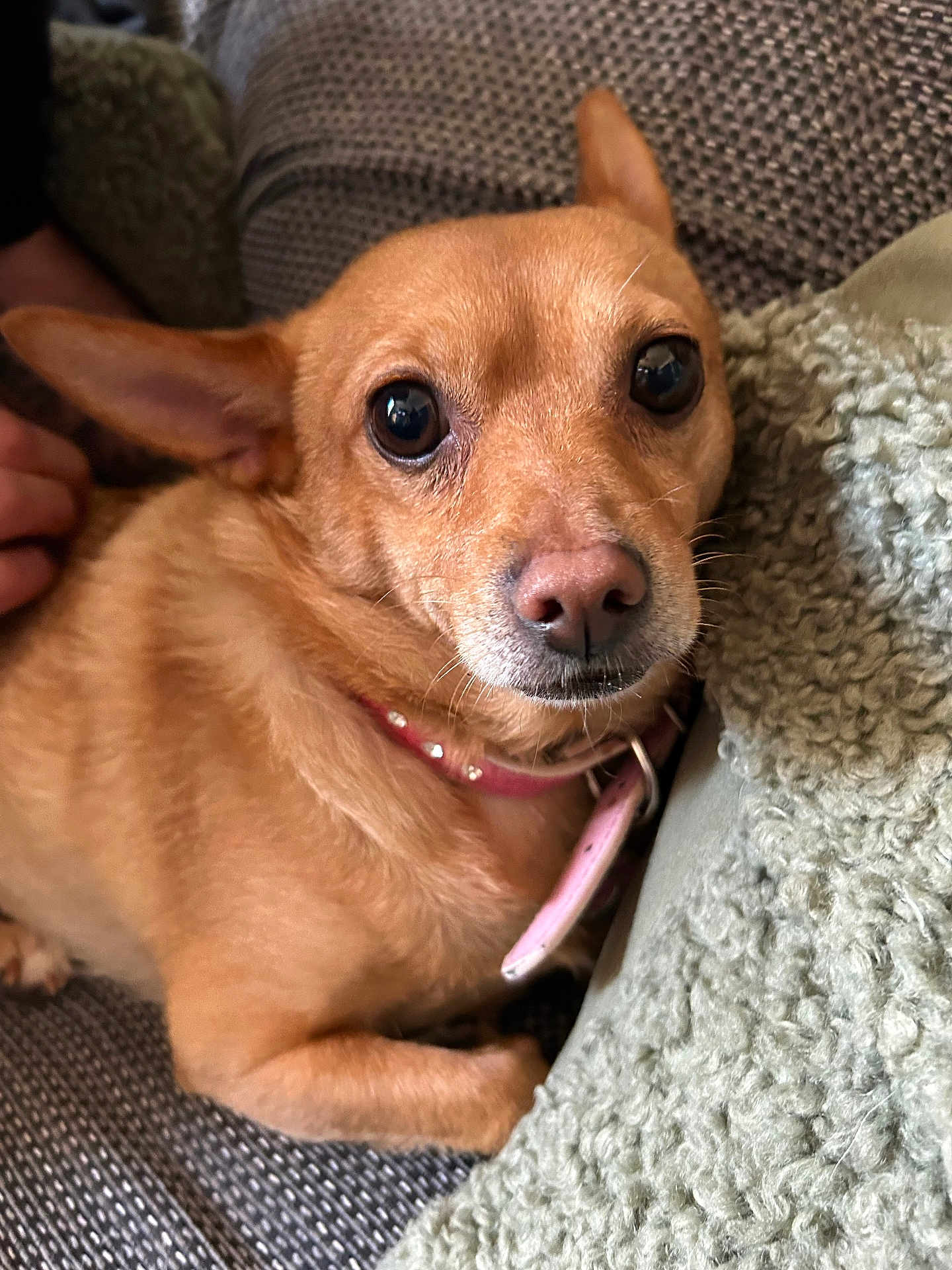 Phoebe