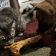 Tyson joined the competition — help win amazing prizes! animal, bone, carpet, cat, closeup, competing, curious, cute, dog, domestic, ears, floor, focused, furry, indoor, mammal, pet, playing, snout, whiskers