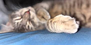 Tyson joined the competition — help win amazing prizes! animal, blue_surface, blurred, cat, closeup, cute, domestic_animal, feline, furry, indoor, nap, paw, pet, relaxed, resting, sleeping, soft_focus, striped, tabby, whiskers