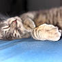 animal, blue_surface, blurred, cat, closeup, cute, domestic_animal, feline, furry, indoor, nap, paw, pet, relaxed, resting, sleeping, soft_focus, striped, tabby, whiskers