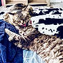 Tyson is registered to the contest to win money with this photo: animal, bed, blanket, cat, closeup, comfort, cozy, cute, domestic_cat, friendship, fur, indoor, licking, pet, relaxation, resting, sleeping, soft, tabby_cat, two_cats