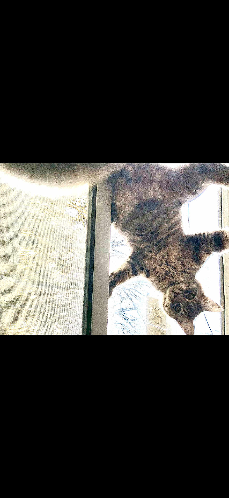 Tyson