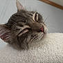 Tyson joined the competition — help win amazing prizes! animal, blanket, cat, close_up, cozy, cute, ears, feline, fur, indoor, muzzle, nose, peaceful, pet, portrait, relaxed, resting, sleeping, soft_texture, whiskers