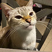 Saiki joined the competition — help win amazing prizes! animal, background, cat, chair, close_up, curious, domestic, ears, face, feline, fur, indoor, light, looking_up, nose, pet, shadow, table, whiskers, wood