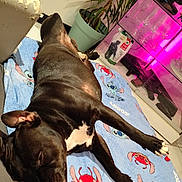 Roy a rejoint le concours — aidez-le/la à gagner de superbes lots ! dog, sleeping, black_dog, blanket, cartoon_characters, indoor, plant, potted_plant, glass_cabinet, pink_light, floor, resting, relaxed, paw, fur, nose, ear, closed_eyes, home, cozy