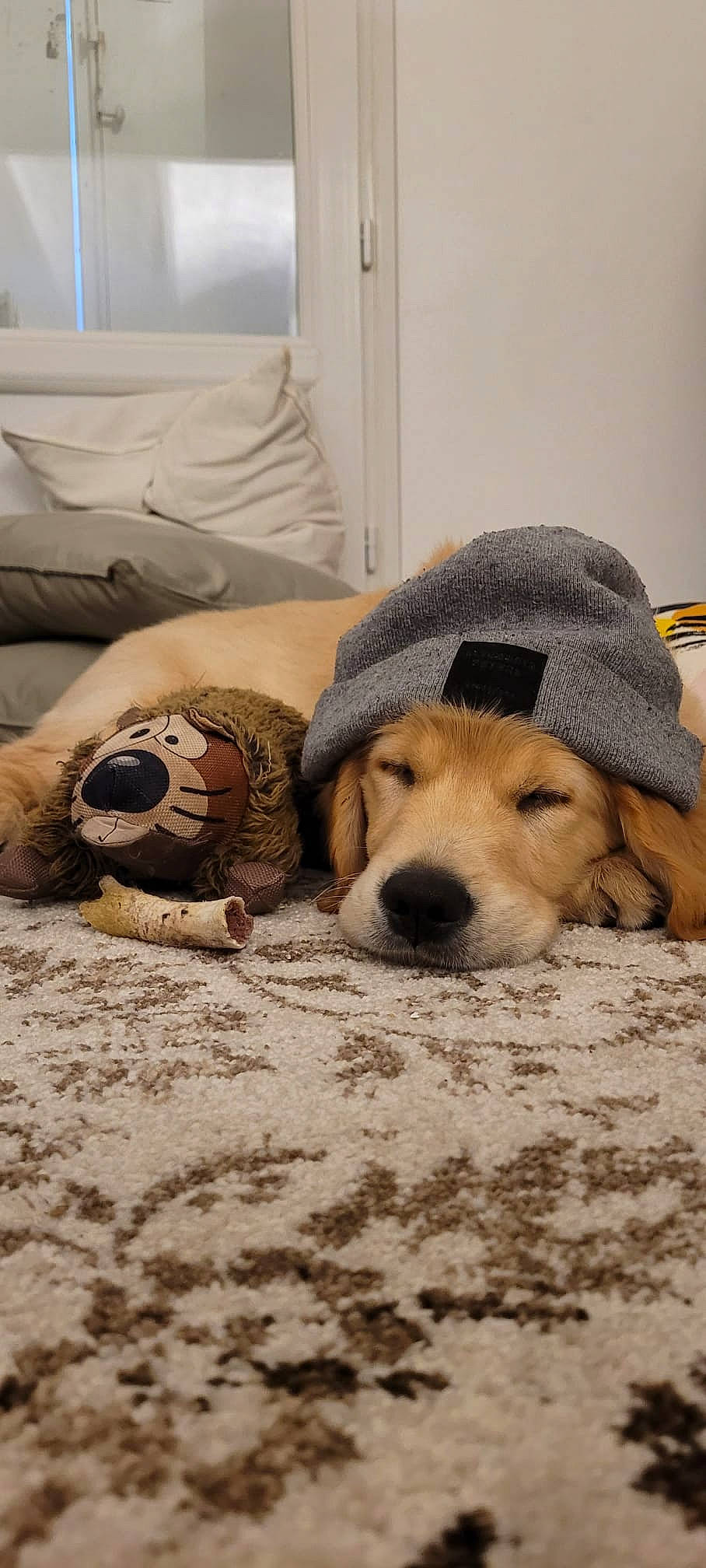 Ti Max participe au concours pour gagner de l'argent avec cette photo : ball, canidae, carnivore, comfort, companion_dog, couch, dog, dog_breed, fawn, floor, flooring, fur, linens, paw, sand, snout, sporting_group, whiskers, wood, working_animal