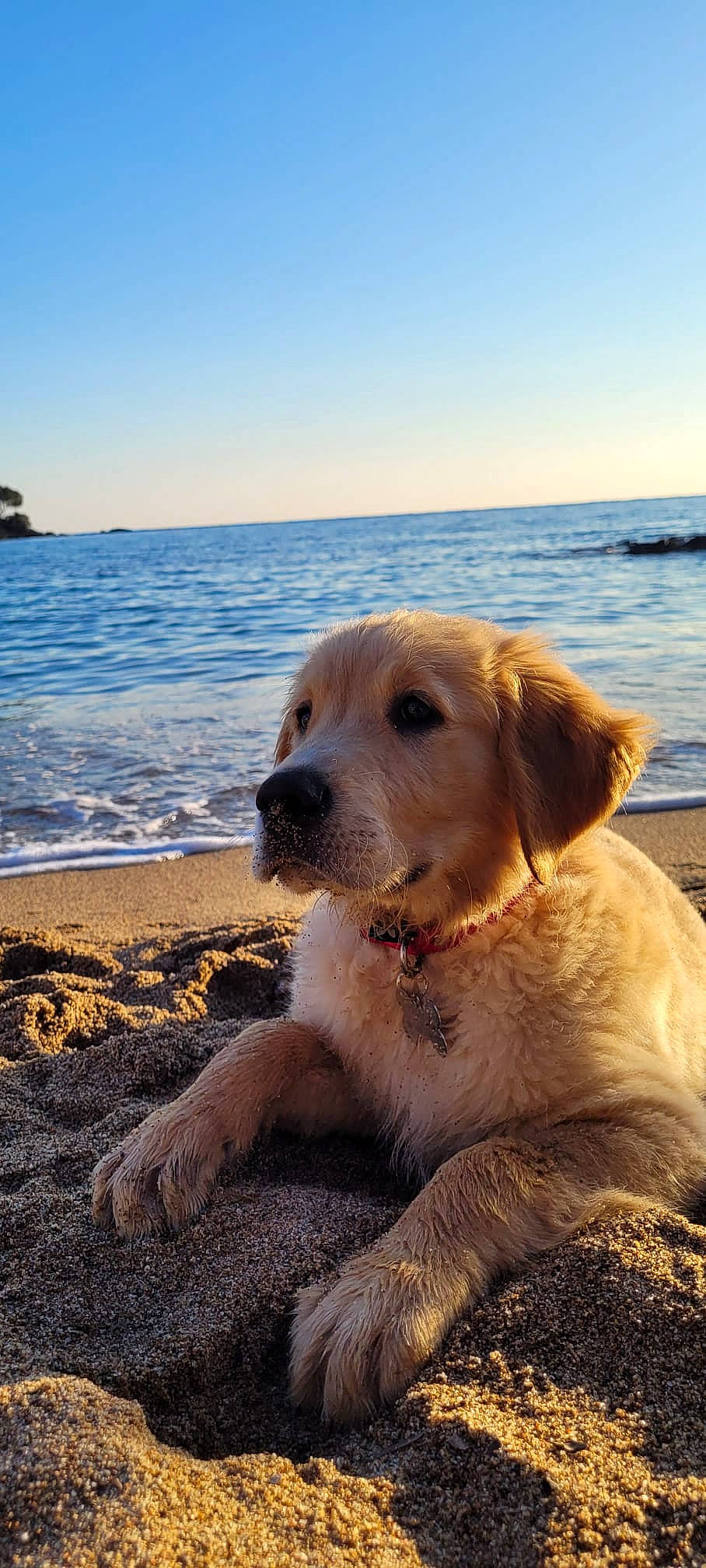 Ti Max participe au concours pour gagner de l'argent avec cette photo : beach, carnivore, coast, companion_dog, dog, dog_breed, fawn, horizon, lake, landscape, morning, ocean, sand, sky, sporting_group, summer, sunlight, water, wind_wave, wood