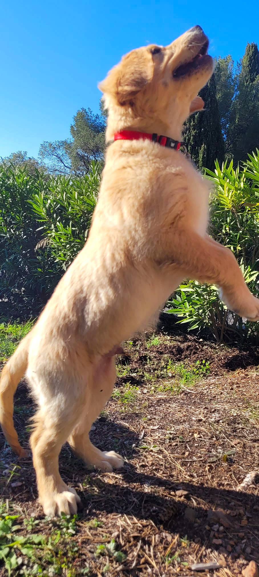 Ti Max a rejoint le concours — aidez-le/la à gagner de superbes lots ! ball, canidae, carnivore, collar, companion_dog, dog, dog_breed, dog_collar, fawn, fur, grass, leash, paw, plant, sky, sporting_group, tail, tree, whiskers, working_animal