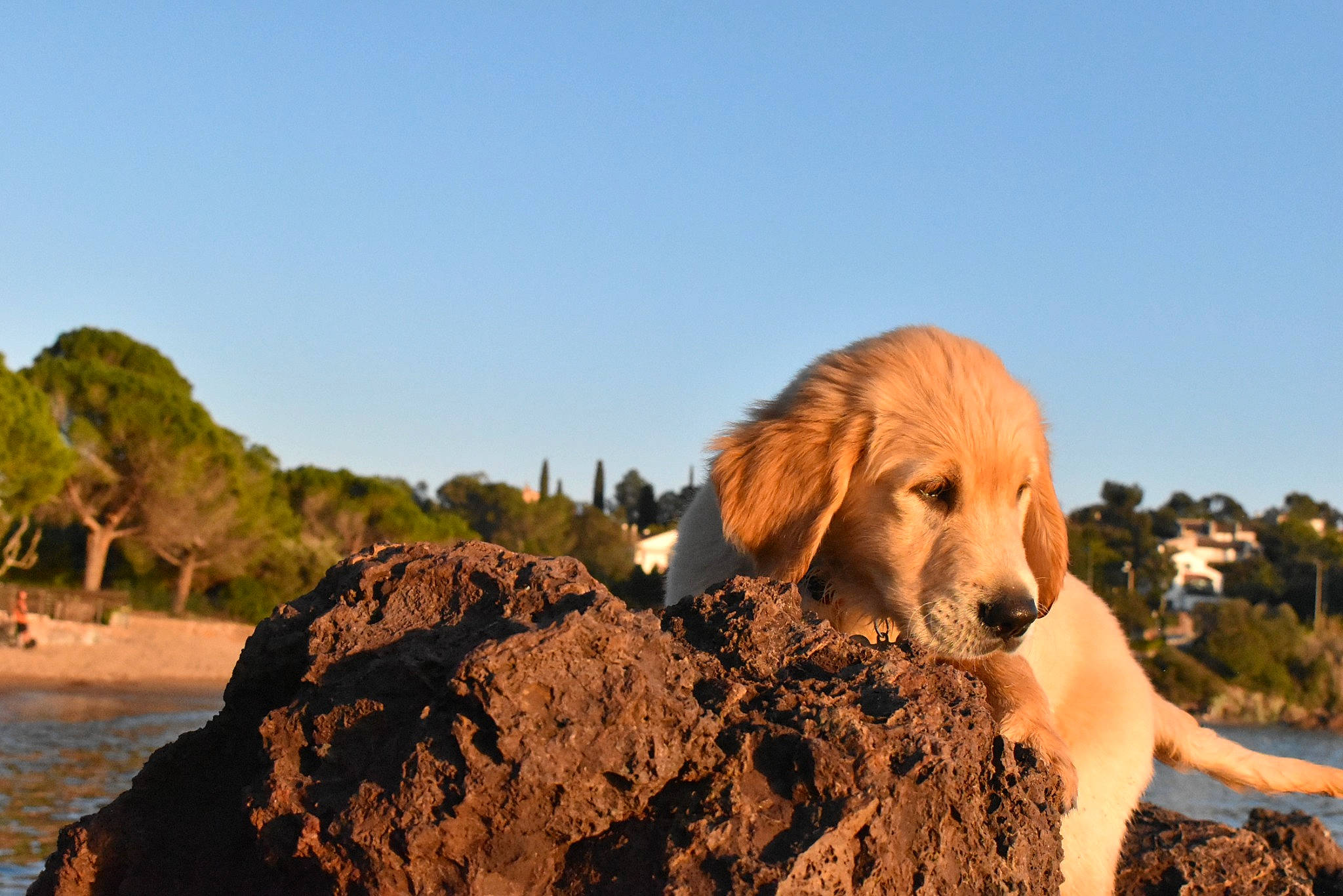 Ti Max participe au concours pour gagner de l'argent avec cette photo : beach, canidae, carnivore, companion_dog, dog, dog_breed, fawn, gun_dog, happy, landscape, leisure, people_in_nature, plant, sand, sky, soil, sporting_group, tree, water, wind_wave
