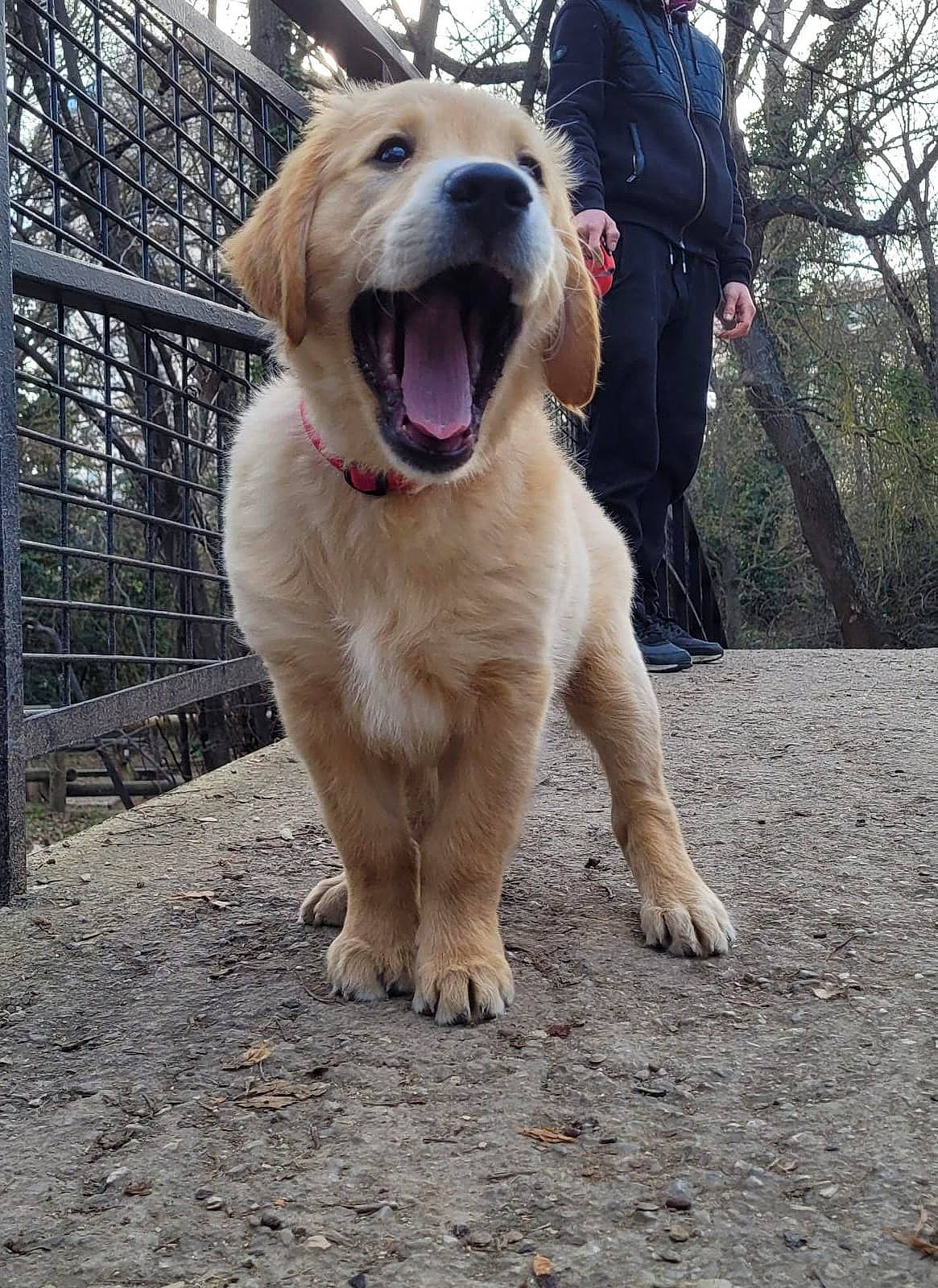Ti Max participe au concours pour gagner de l'argent avec cette photo : canidae, carnivore, collar, companion_dog, dog, dog_breed, dog_collar, fawn, fence, fur, gun_dog, labrador_retriever, pet_supply, retriever, sky, terrestrial_animal, tree, whiskers, working_animal, working_dog