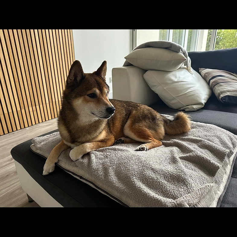 Niko participe au concours pour gagner de l'argent avec cette photo : black, blanket, brown, canine, comfort, couch, cozy, dog, domestic_animal, fur, home, indoor, living_room, modern, pet, pillow, relaxed, resting, white, wooden_wall
