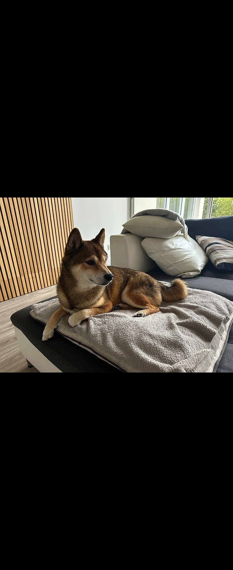 Niko participe au concours pour gagner de l'argent avec cette photo : dog, canine, pet, indoor, couch, blanket, pillow, modern, living_room, wooden_wall, relaxed, fur, brown, black, white, comfort, resting, domestic_animal, home, cozy