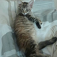 Belly a rejoint le concours — aidez-le/la à gagner de superbes lots ! cat, kitten, tabby, fur, pet, animal, sleeping, bed, blanket, striped, cute, domestic, whiskers, ears, tail, relaxed, indoor, feline, young, cozy