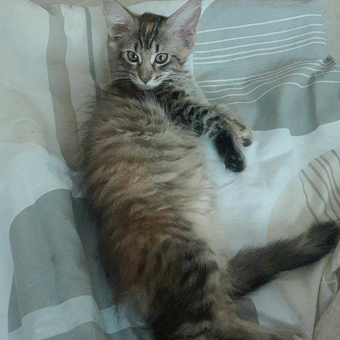 Belly a rejoint le concours — aidez-le/la à gagner de superbes lots ! animal, bed, blanket, cat, cozy, cute, domestic, ears, feline, fur, indoor, kitten, pet, relaxed, sleeping, striped, tabby, tail, whiskers, young