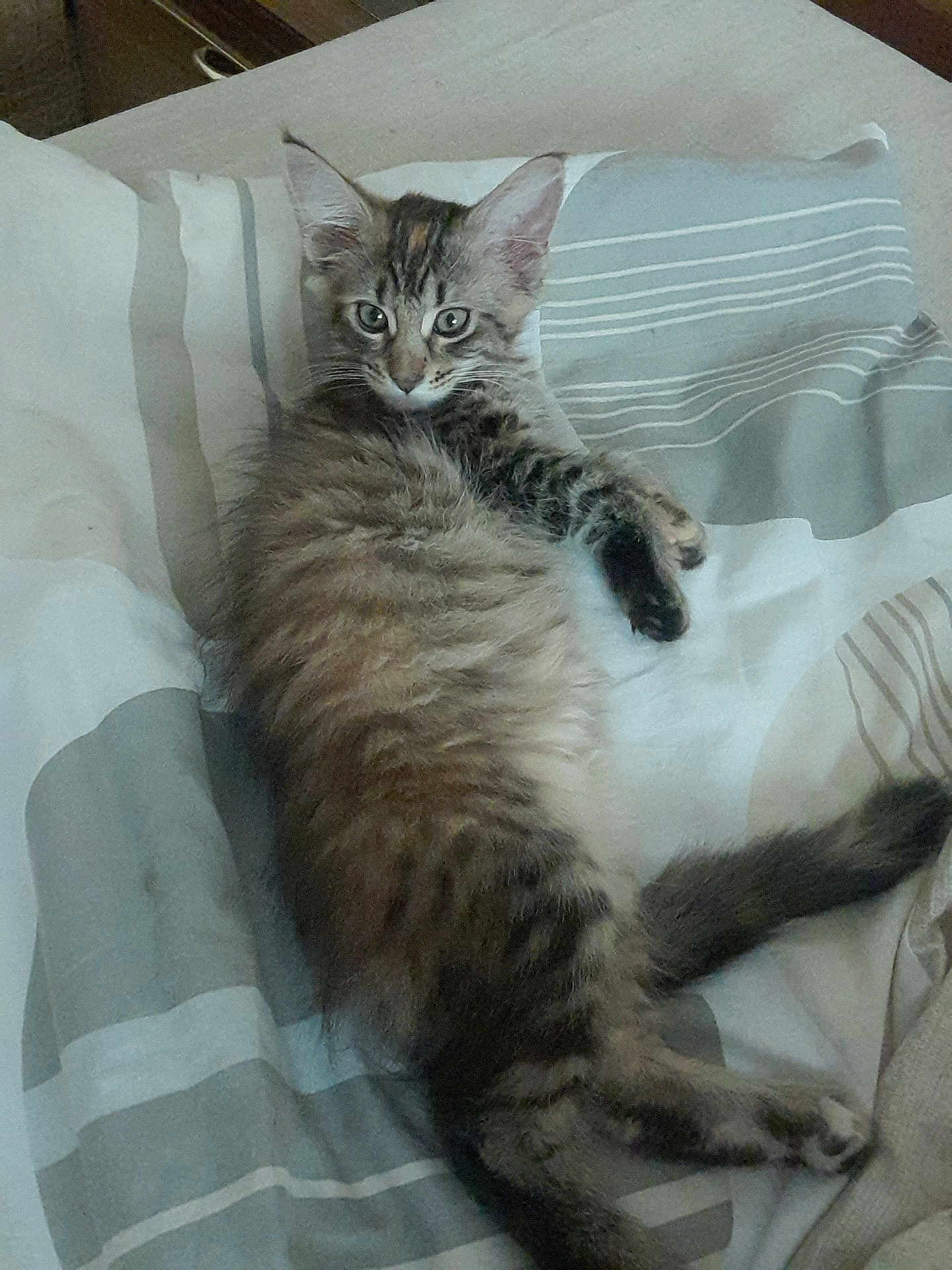 Belly a rejoint le concours — aidez-le/la à gagner de superbes lots ! cat, kitten, tabby, fur, pet, animal, sleeping, bed, blanket, striped, cute, domestic, whiskers, ears, tail, relaxed, indoor, feline, young, cozy